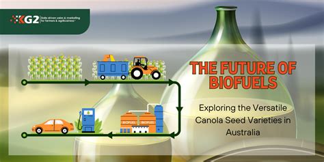 Linseed: De veelzijdige wonderzaad voor biobrandstoffen en coatings!